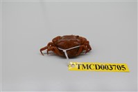藏品(絨毛近方蟹)的圖片